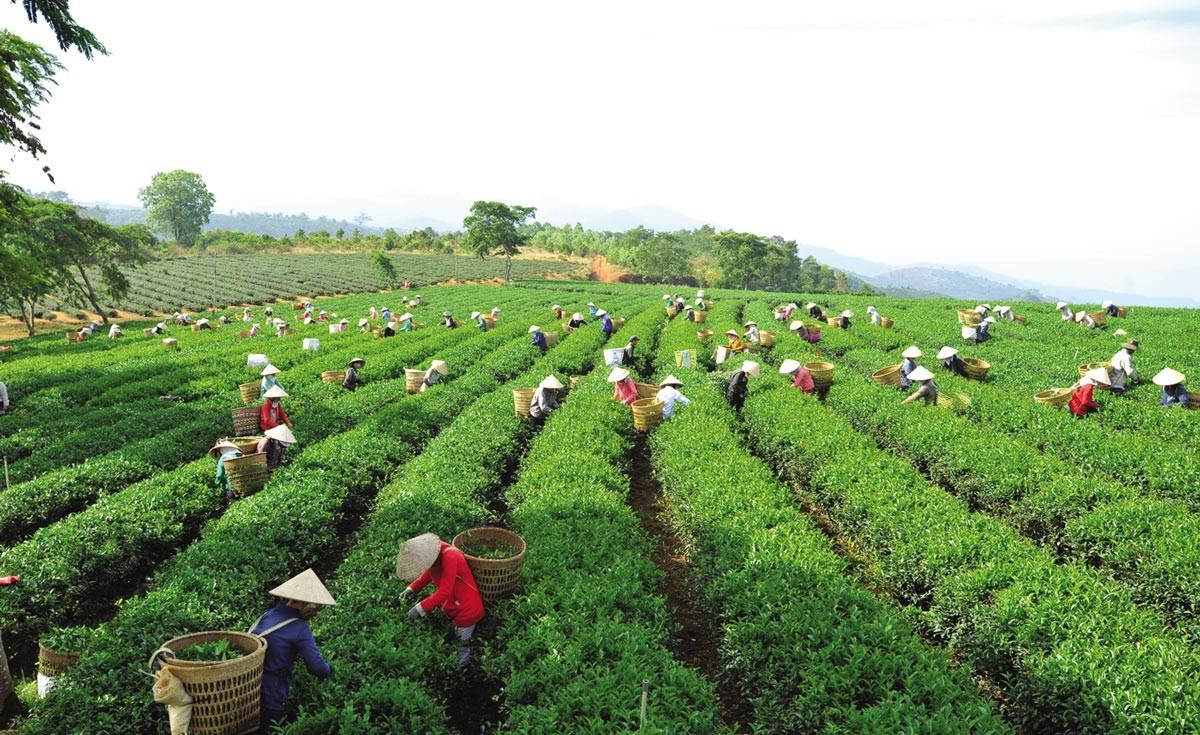 Ngoc Vy Hotel Bảo Lộc Ngoại thất bức ảnh